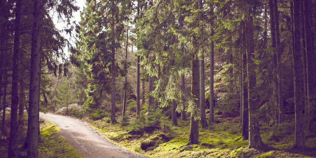 Roman Architecture: How Six Centuries of Building Changed Everything